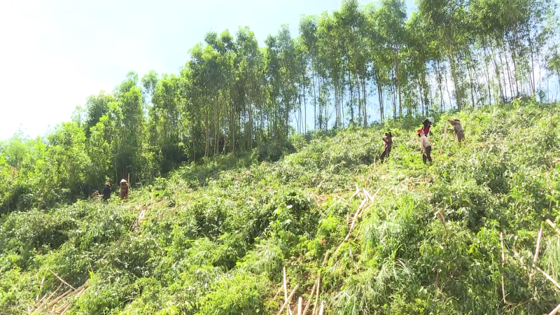 Giá gỗ keo tăng cao