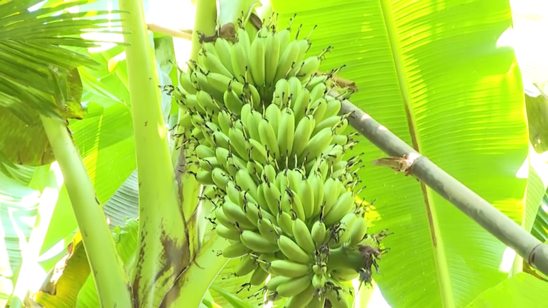 Cần tăng cường việc cấp mã số vùng trồng