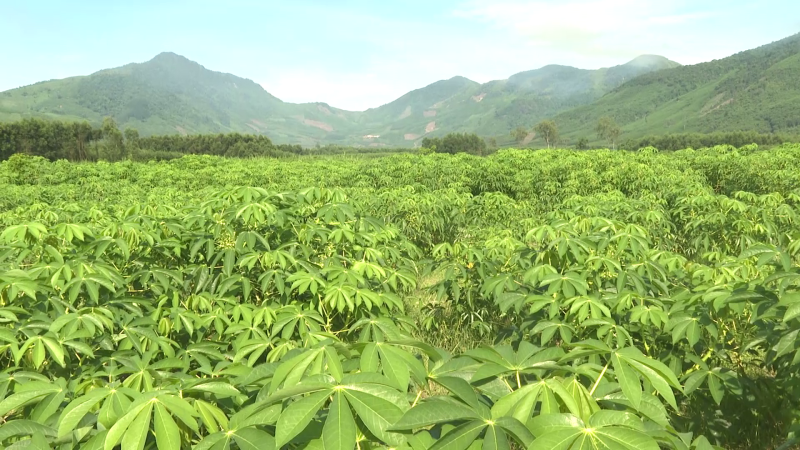 Giống mì HN3 không bị bệnh khảm lá đang phát triển tốt