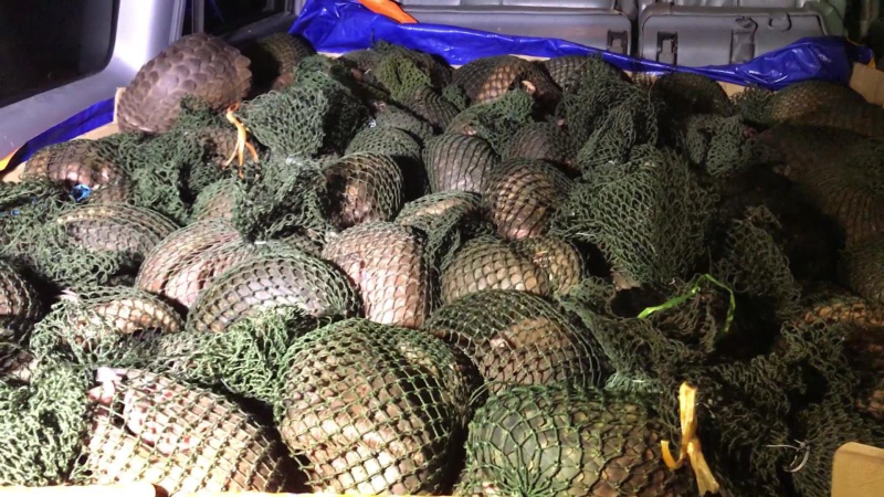 Nỗ lực bảo tồn và phục hồi quần thể tê tê