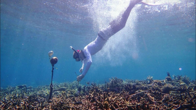 “Lắng nghe” sức khỏe rạn san hô