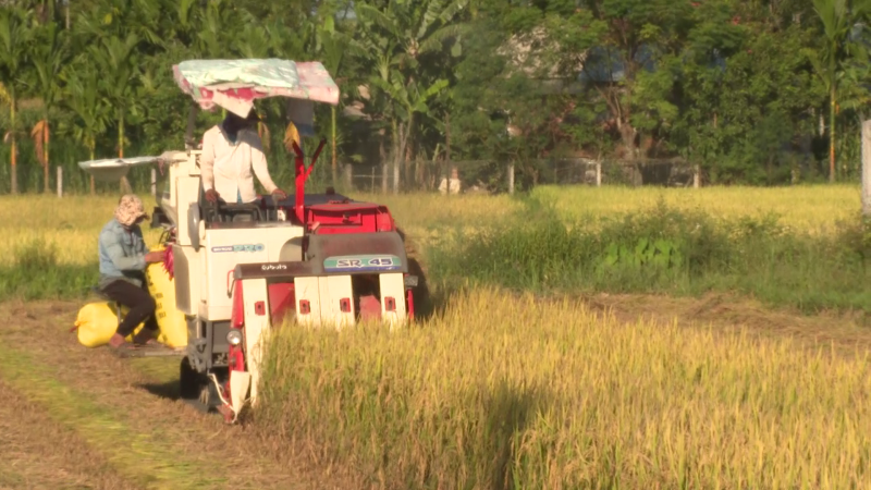 Vùng tây Mộ Đức thu hoạch lúa Hè Thu