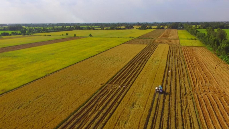 Giá gạo Việt Nam cao nhất thế giới