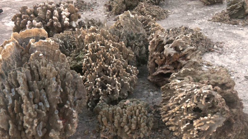 Tiêu hủy 27 cây san hô do ngư dân khai thác trái phép