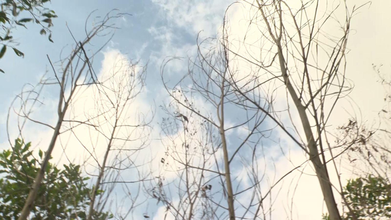 Keo bị chết hàng loạt do một số loại nấm