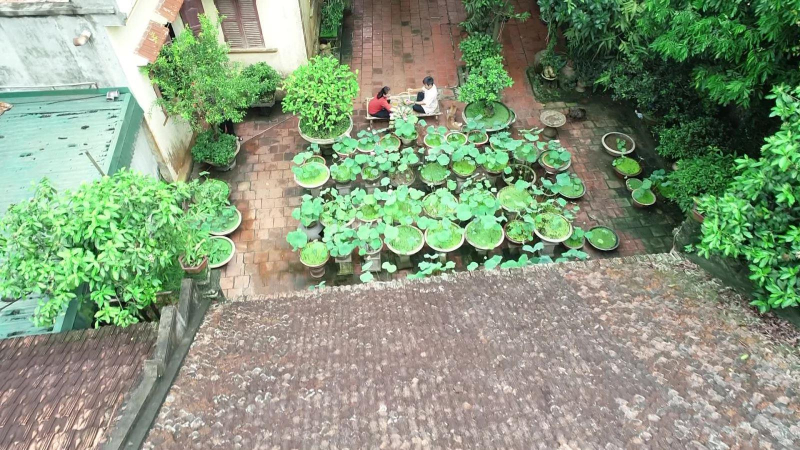 Trải nghiệm sen Cung Đ&igrave;nh giữa s&acirc;n nh&agrave; cổ