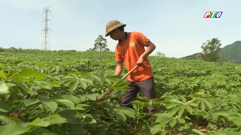 Ba Tơ thử nghiệm thành công giống mì kháng bệnh virus khảm lá