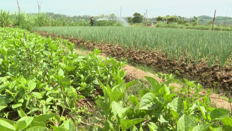 Bấp bênh nghề trồng rau