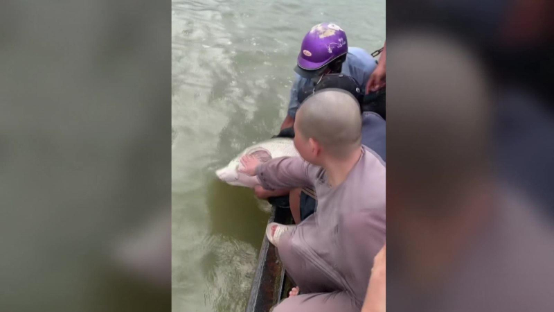 Kh&ocirc;ng n&ecirc;n ph&oacute;ng sinh c&aacute; hải tượng long.