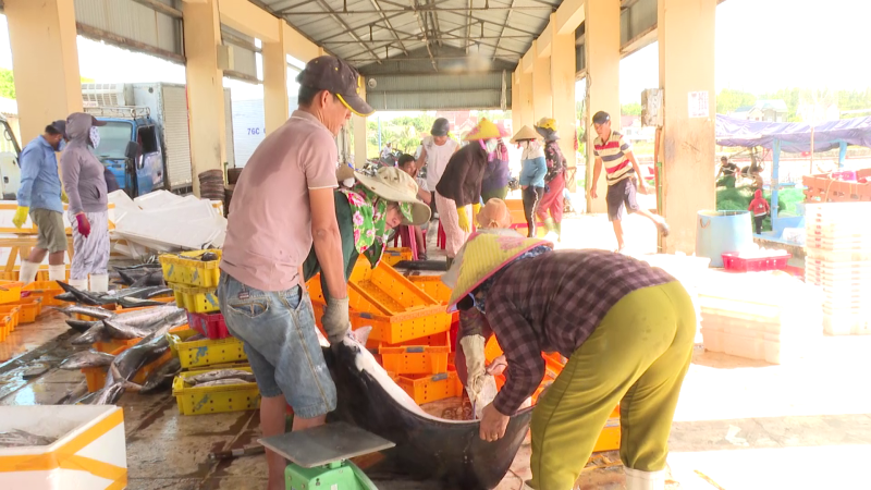 Được mùa từ ngư trường Hoàng Sa của ngư dân Đức Phổ