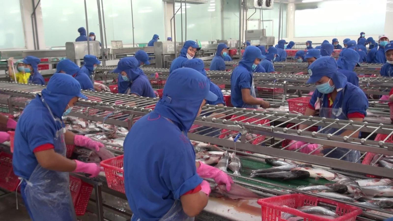 Xuất khẩu c&aacute; tra 7 th&aacute;ng đ&atilde; vượt cả năm 2021