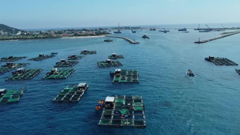 Lý Sơn phát triển nuôi trồng thủy sản