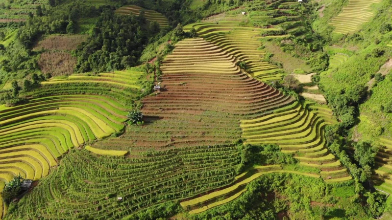 Mùa vàng ấm no trên rẻo cao Tây Bắc