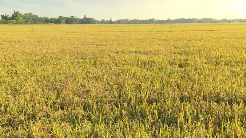 Việt Nam xuất khẩu hơn 4,79 triệu tấn gạo