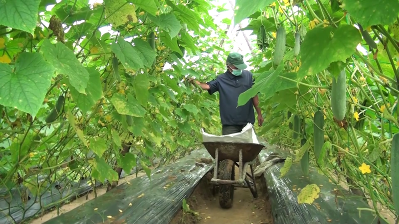 Quảng Ng&atilde;i chuyển đổi c&acirc;y trồng tr&ecirc;n đất l&uacute;a k&eacute;m hiệu quả