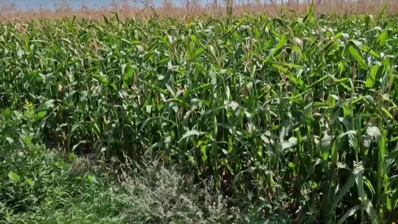 WB viện trợ 30 tỷ USD giải quyết tình trạng thiếu lương thực