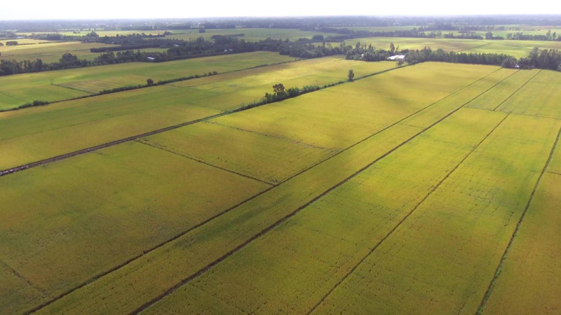 Gạo xuất khẩu của Việt Nam lên giá nhanh