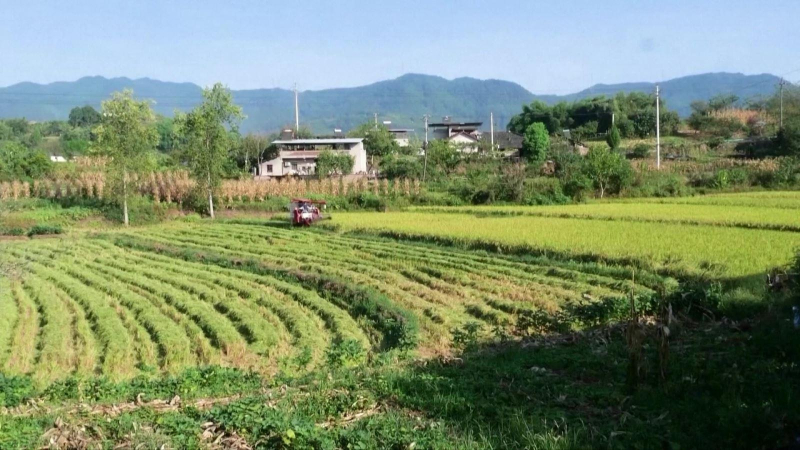 Nắng nóng cực đoan đe dọa sản lượng lương thực toàn cầu