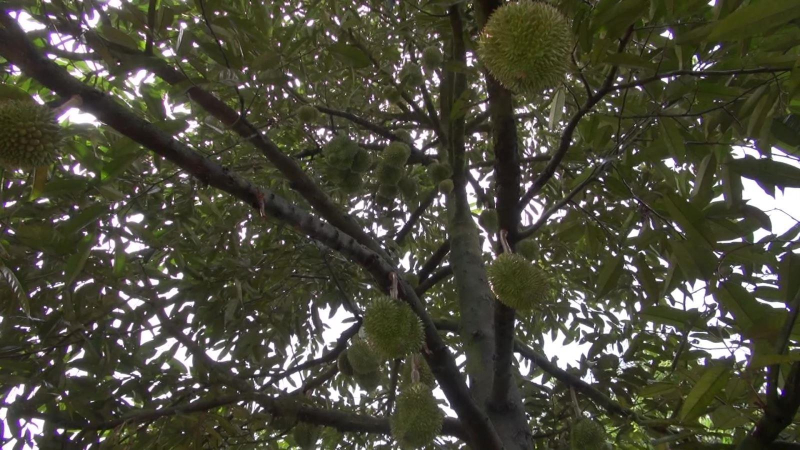 51 vườn trồng sầu riêng được xuất sang Trung Quốc