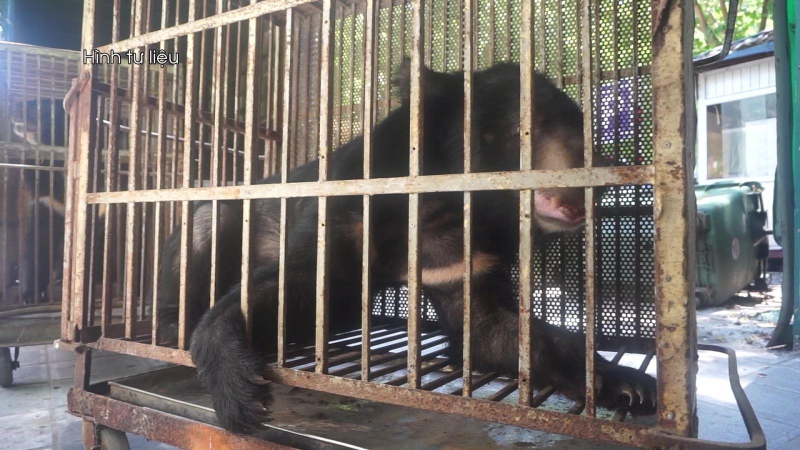 Hồi sinh những chú gấu bất hạnh