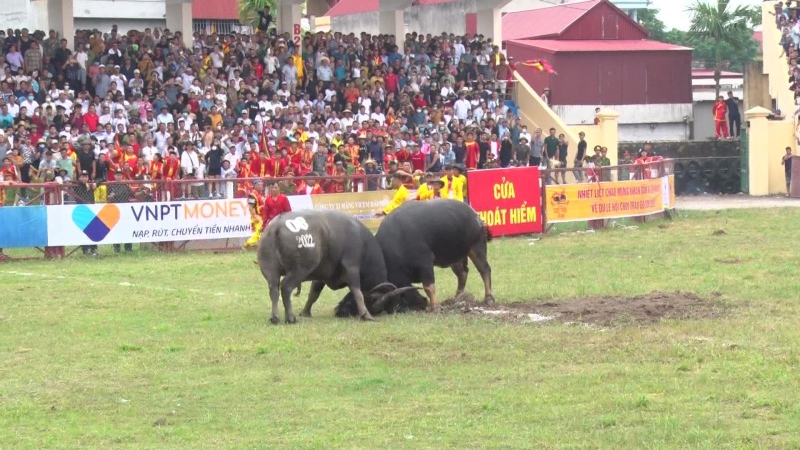 Không có việc trâu chọi Đồ Sơn bị tiêm thuốc kích thích