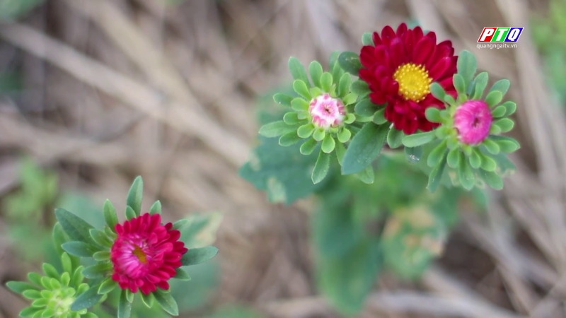 Phát triển kinh tế nông nghiệp theo hướng bền vững