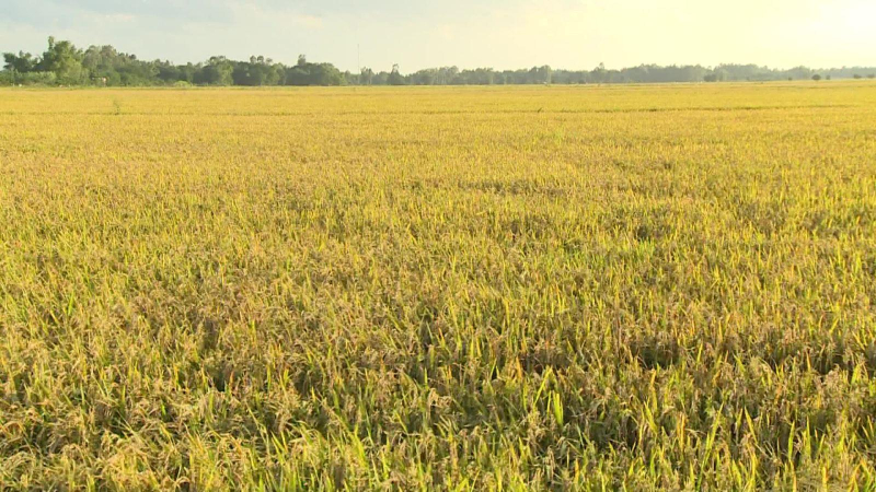 Xuất khẩu gạo tiếp tục tăng