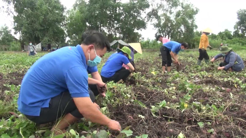 Khoai lang sắp được xuất chính ngạch sang Trung Quốc