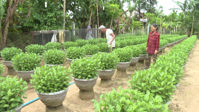 Nông dân Tư Nghĩa chăm bón hoa tết