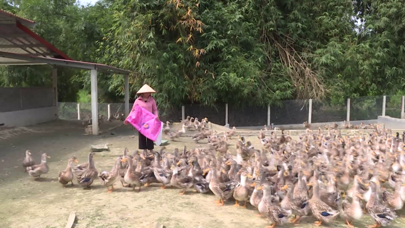 Khẩn trương ngăn chặn dịch cúm gia cầm