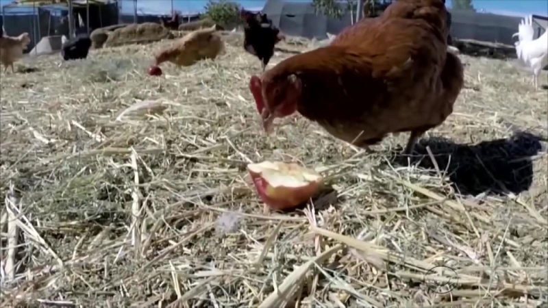 Hà Lan tiêu hủy thêm hàng trăm nghìn gia cầm