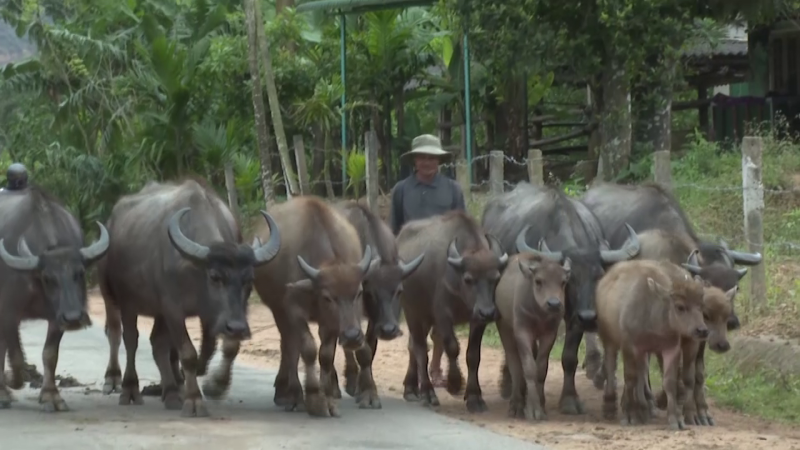 Minh Long bảo vệ đàn trâu trong mùa đông