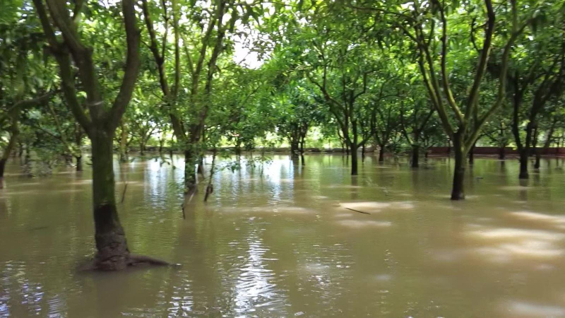 Nhiều vườn cây ăn quả tại Đồng Tháp bị ảnh hưởng do triều cường