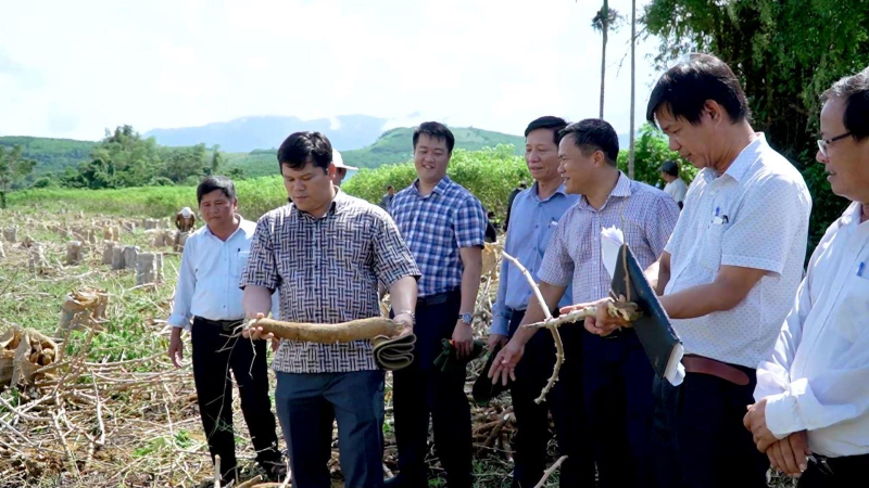 Giống mì HN3 kháng được bệnh virus khảm lá và cho năng suất tốt