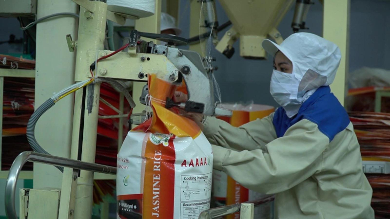 Giá gạo Việt Nam tăng vượt Thái Lan