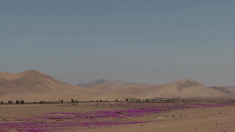 Chile nỗ lực bảo tồn hiện tượng “sa mạc nở hoa”