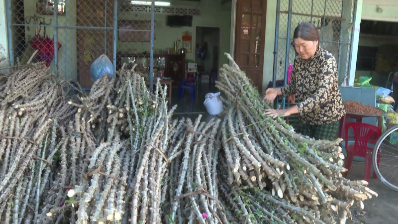 Nông dân gặp khó về hom giống mì sạch bệnh