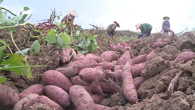 Khoai lang được xuất khẩu chính ngạch sang Trung Quốc