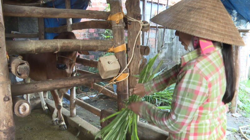 Ng&acirc;n h&agrave;ng b&ograve; giống gi&uacute;p hộ ngh&egrave;o ph&aacute;t triển kinh tế