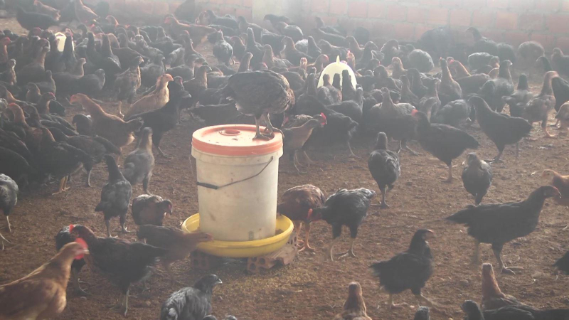 Chăn nuôi theo chuỗi liên kết, hướng phát triển bền vững