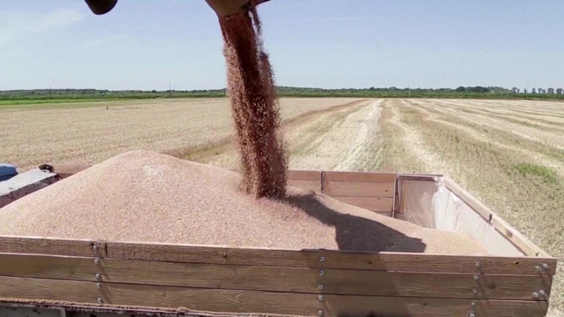 Xuất khẩu ngũ cốc của Ukraine giảm