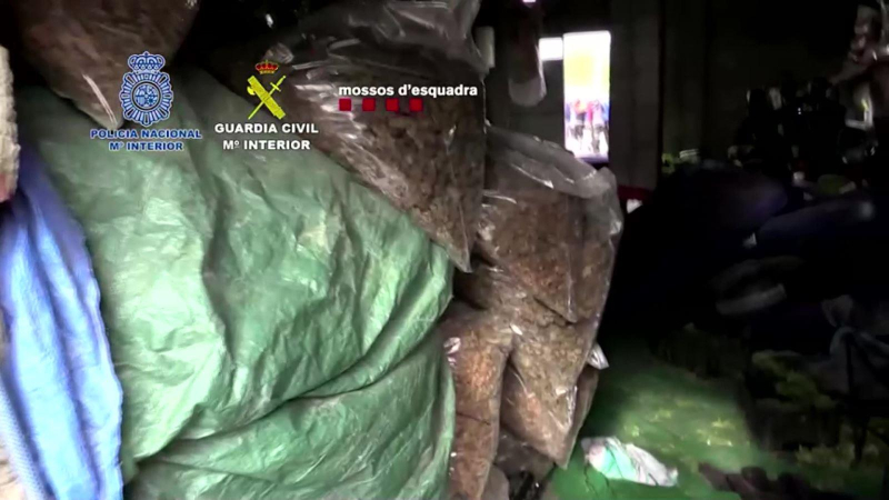 Tây Ban Nha thu giữ hơn 80 tấn cần sa