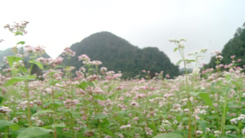 Hà Giang bước vào mùa tam giác mạch