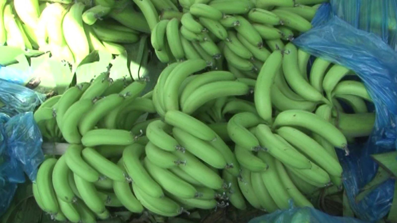 Chuối tươi xuất khẩu chính ngạch sang Trung Quốc