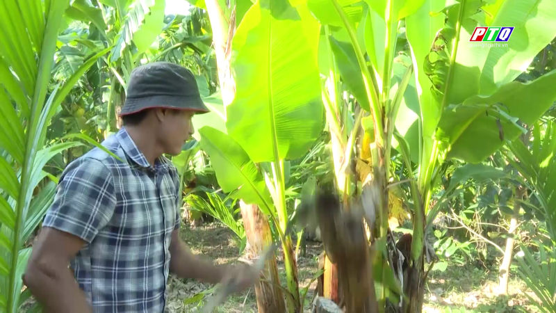 Khát khao làm giàu trên miền núi Quảng Ngãi