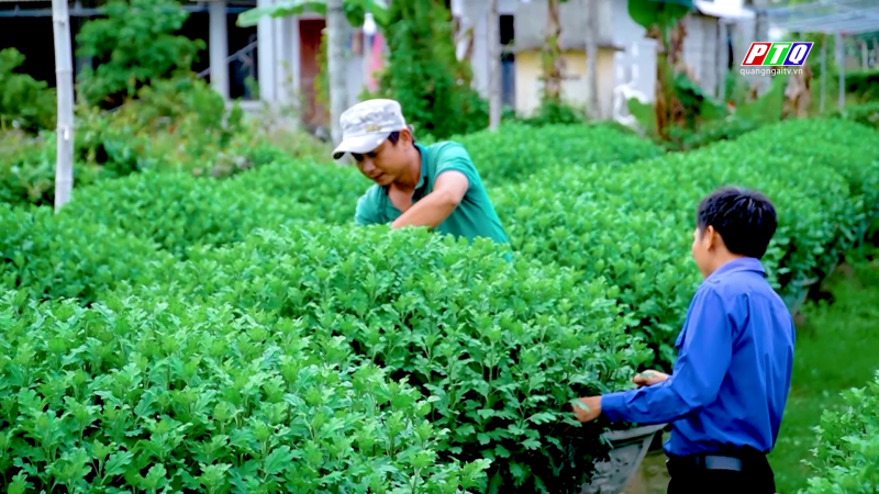 Dồn sức chăm sóc hoa vụ tết