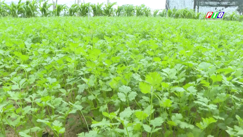 Bình Hải vào mùa thu hoạch ngò