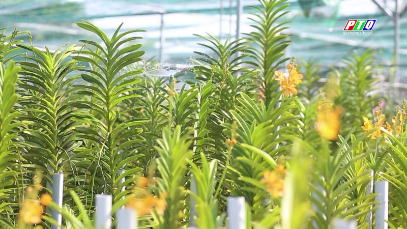 Khởi nghiệp từ trồng lan Mokara