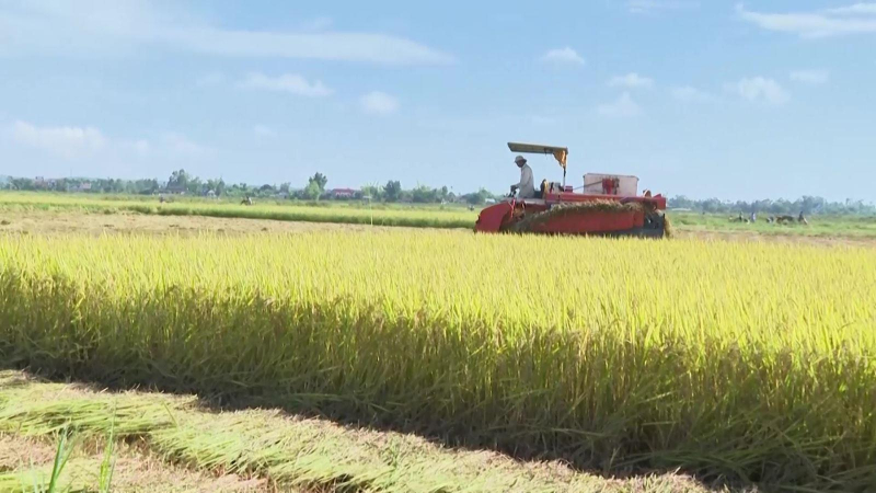 Quảng Ngãi đảm bảo an ninh lương thực năm 2022
