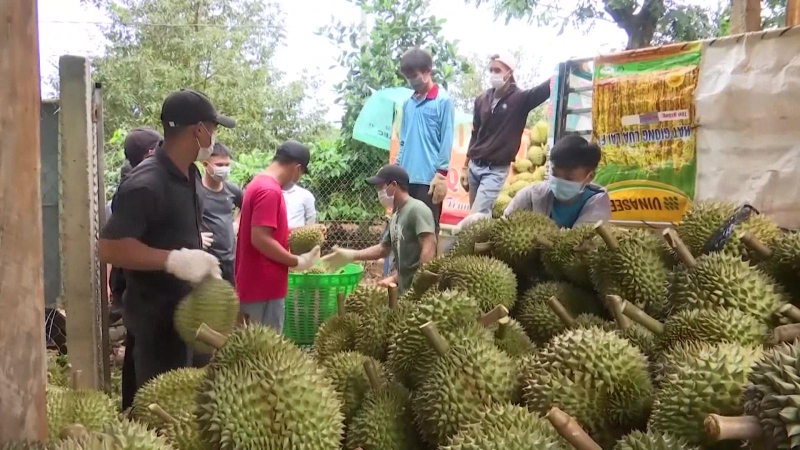 Sầu riêng xuất sang Trung Quốc tăng mạnh